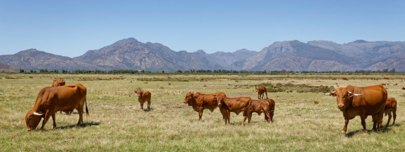 eco-cabins-western-cape-cows-min