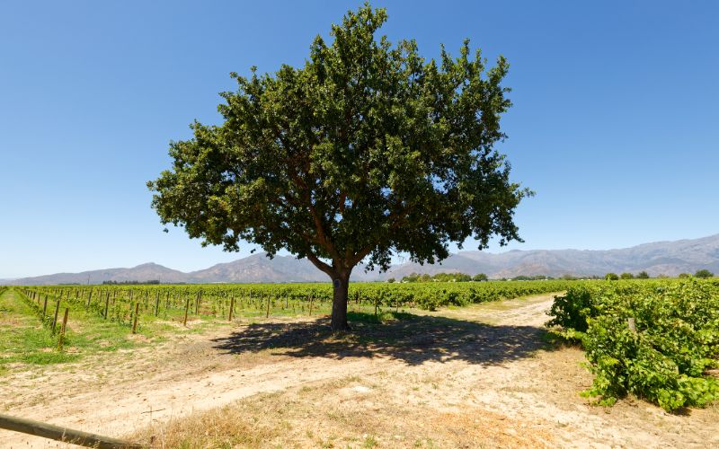 mountain-cabins-oak-tree-min