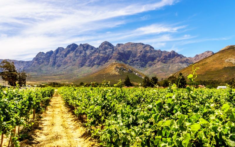 eco-cabins-vineyards-min