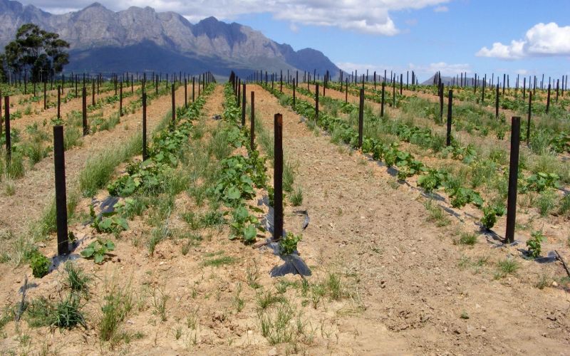 eco-cabins-western-cape-vineyards-min